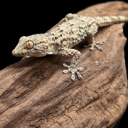 Crocodile Gecko – Live Gecko (4–6 Inches)