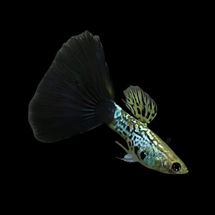 Black Cobra Guppy Male
