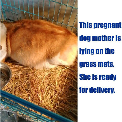 The Ultimate Chew-athon: 12 Grass Mats for Your Furry Friends' Snack Time and Nap Zone!