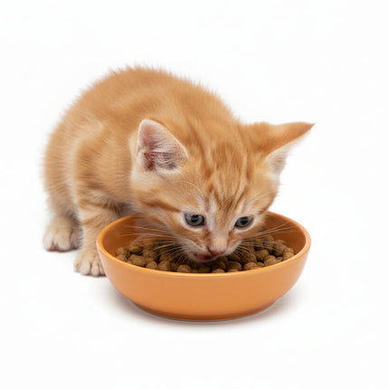 Ecoware cat dish 8oz