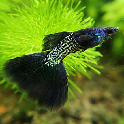 Black Cobra Guppy Male