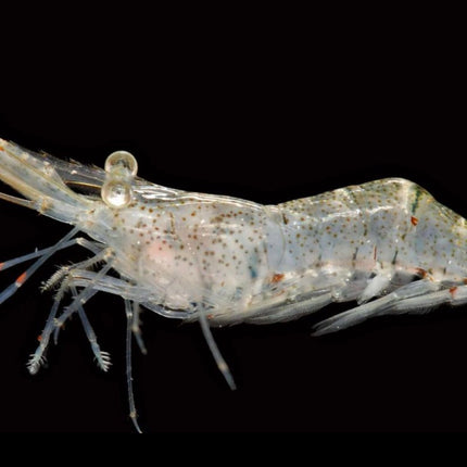 Ghost Shrimp – Live Freshwater Feeder Shrimp
