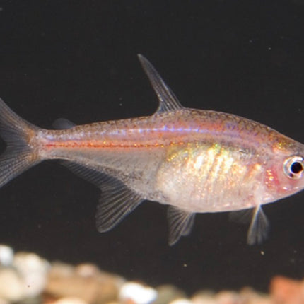 Ember Tetra – Regular