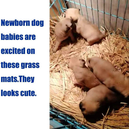 The Ultimate Chew-athon: 12 Grass Mats for Your Furry Friends' Snack Time and Nap Zone!