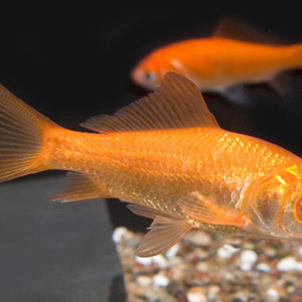 Feeder Comet Goldfish