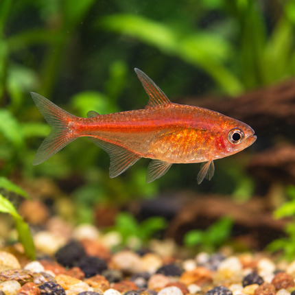 Ember Tetra – Regular