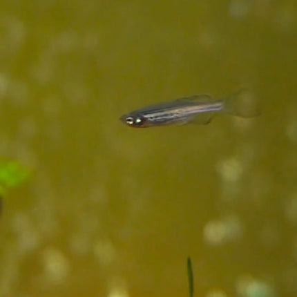 Longfin Blue Danio Fish