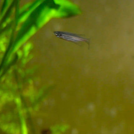 Longfin Blue Danio Fish