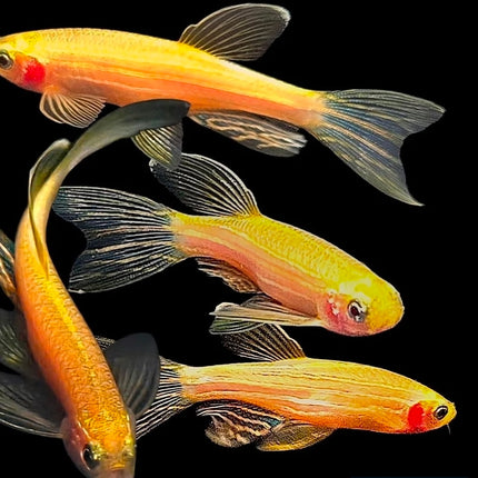 Longfin Gold Zebra Danio Fish