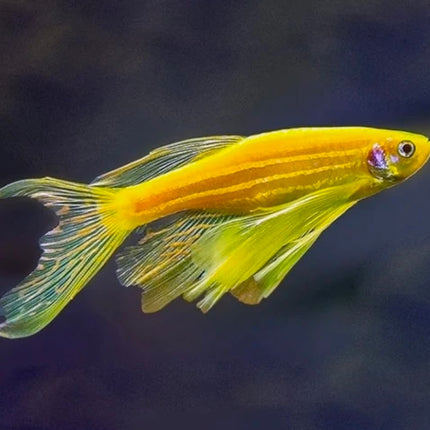 Longfin Gold Zebra Danio Fish