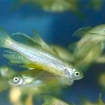 Longfin Gold Zebra Danio Fish