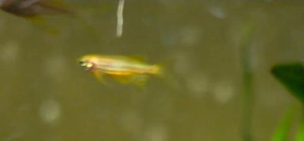 Longfin Gold Zebra Danio Fish