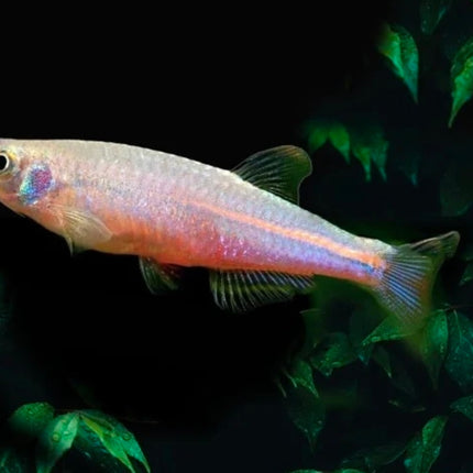 Pearl Danio Fish