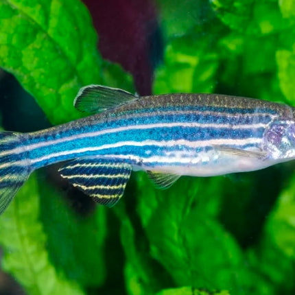 Zebra Danio Fish