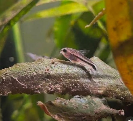 Pygmy Corydoras - Tank Raised