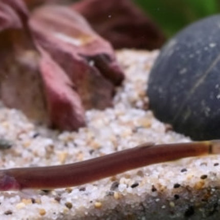 Black Kuhli Loach