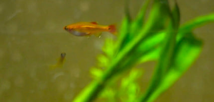Gold White Cloud Mountain Minnow Fish
