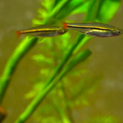 White Cloud Mountain Minnow Fish