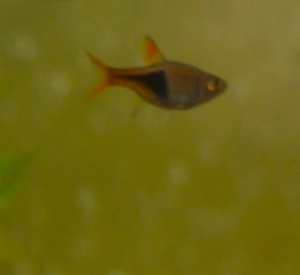 Harlequin Rasbora Fish