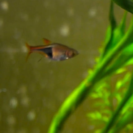 Harlequin Rasbora Fish
