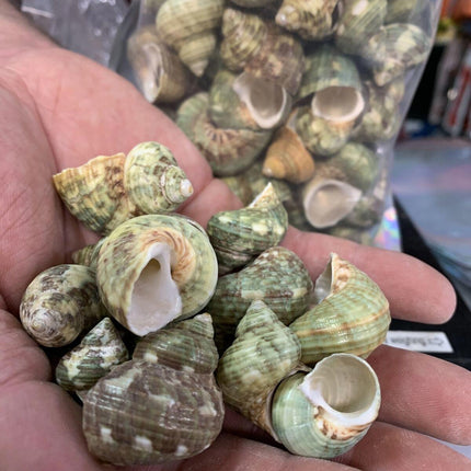 Aquarium Shell Decor 1#