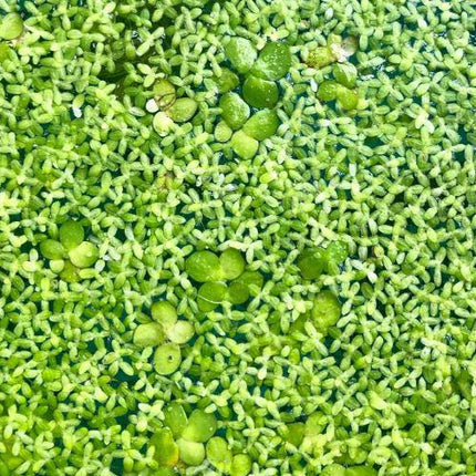 Duckweed Starter Bag Live Great for fish Aquariums