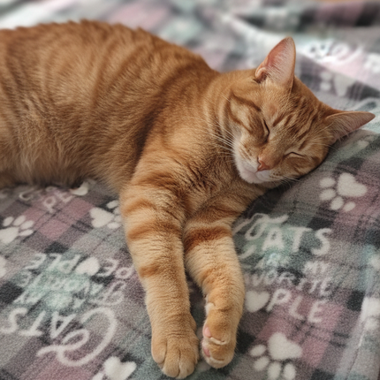 Cat Blanket ( fleece)