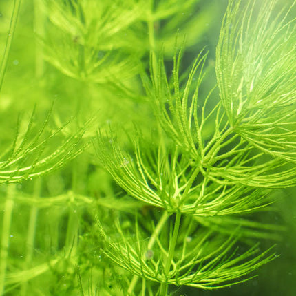 Hornwort (Ceratophyllum) – Live Aquarium & Pond Plant, Fast-Growing Oxygenator for Planted Tanks, Fry, Shrimp & Outdoor Ponds