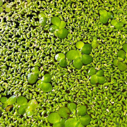 Duckweed Starter Bag Live Great for fish Aquariums