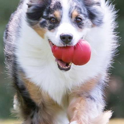 KONG Classic Dog Toy