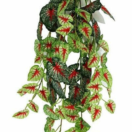 Pangea Caladium Hanging Bush 24"