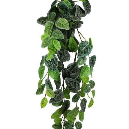 Pangea Fittonia Hanging Bush 24"