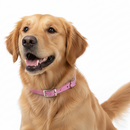 Coastal Dog Collar 12" Pink