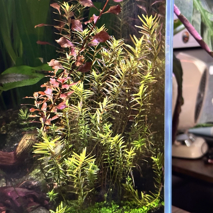 Rotala rotundifolia Live Aquatic Plant – 10+ Fresh 4–6” Stem Cuttings + 2 Bonus Plants for Aquarium Aquascaping